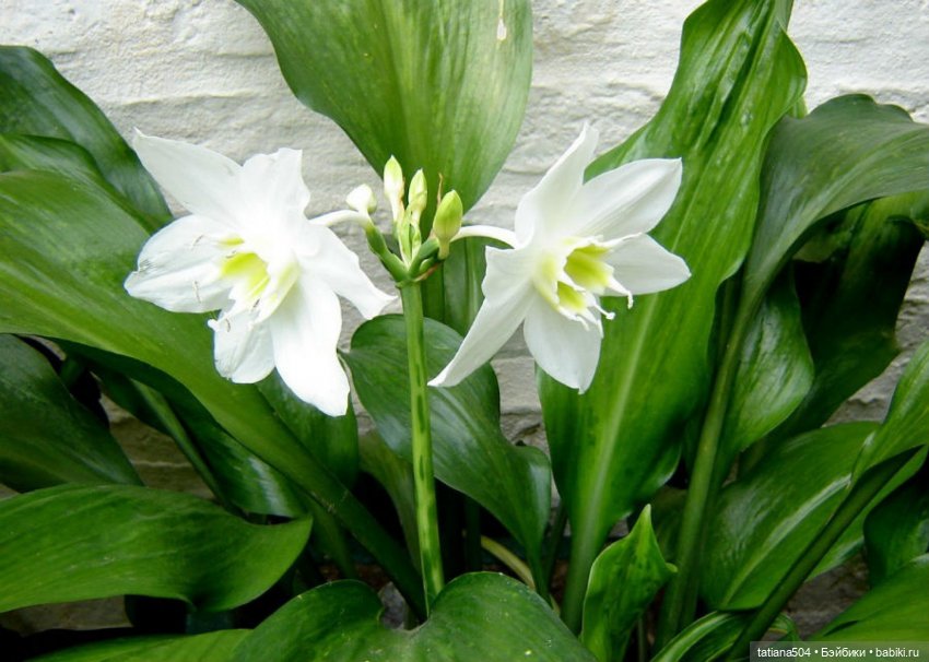 А у нас эухарис расцвел — Винтажные куклы ГДР (Немки): Бигги (фото 2)