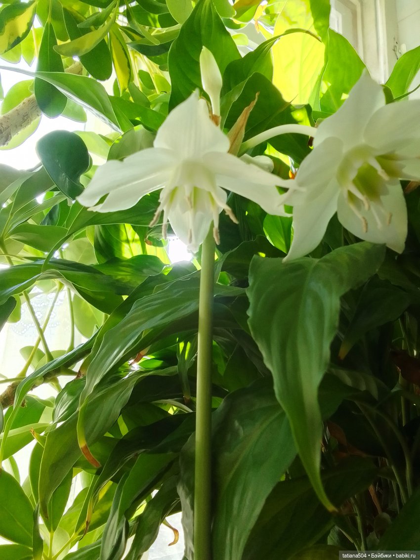 А у нас эухарис расцвел — Винтажные куклы ГДР (Немки): Бигги (фото 3)