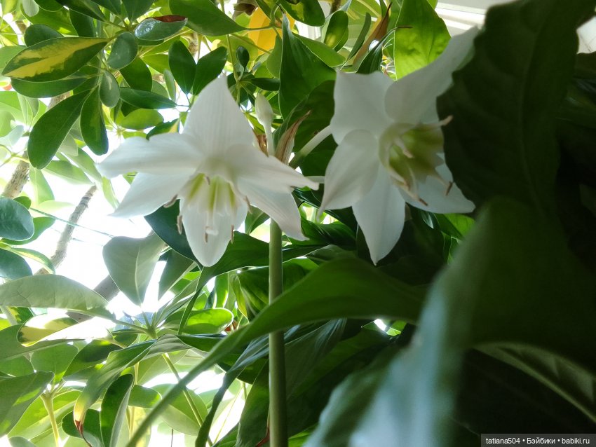 А у нас эухарис расцвел — Винтажные куклы ГДР (Немки): Бигги