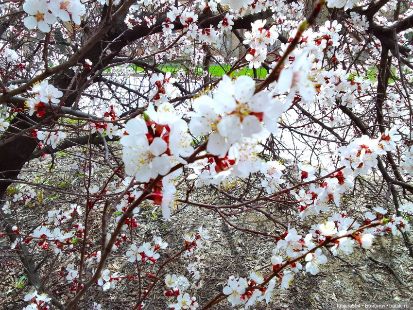 Весна Баффи — Куклы Helen Kish (Хелен Киш): Riley (Райли)