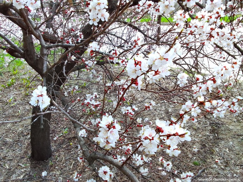 Весна Баффи — Куклы Helen Kish (Хелен Киш): Riley (Райли)