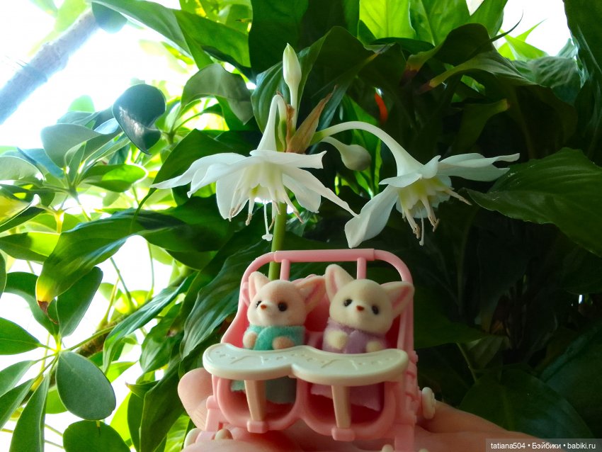 А у нас эухарис расцвел — Винтажные куклы ГДР (Немки): Бигги