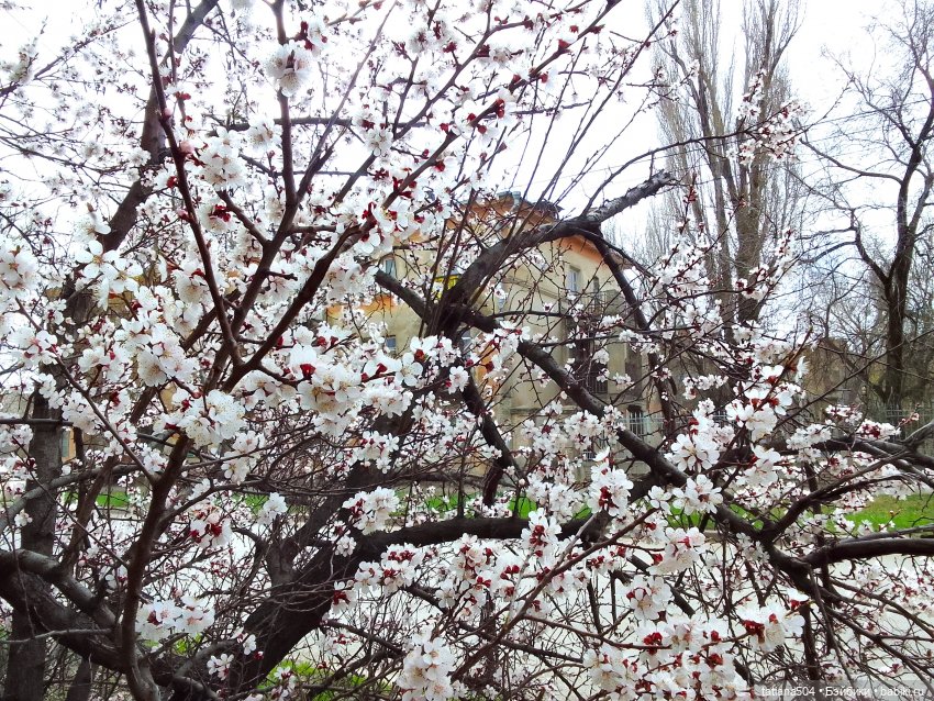 Весна Баффи — Куклы Helen Kish (Хелен Киш): Riley (Райли)