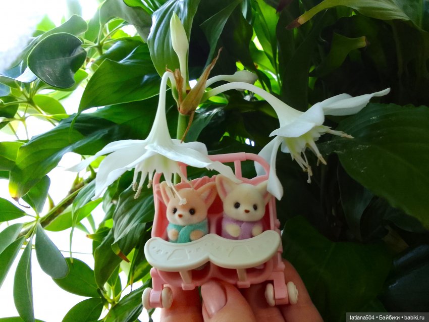 А у нас эухарис расцвел — Винтажные куклы ГДР (Немки): Бигги