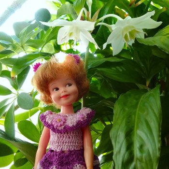 А у нас эухарис расцвел