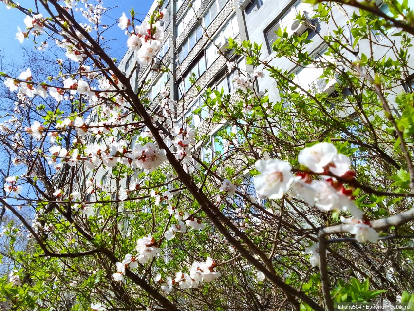 Алиса и пасхальное деревце (фото 3)