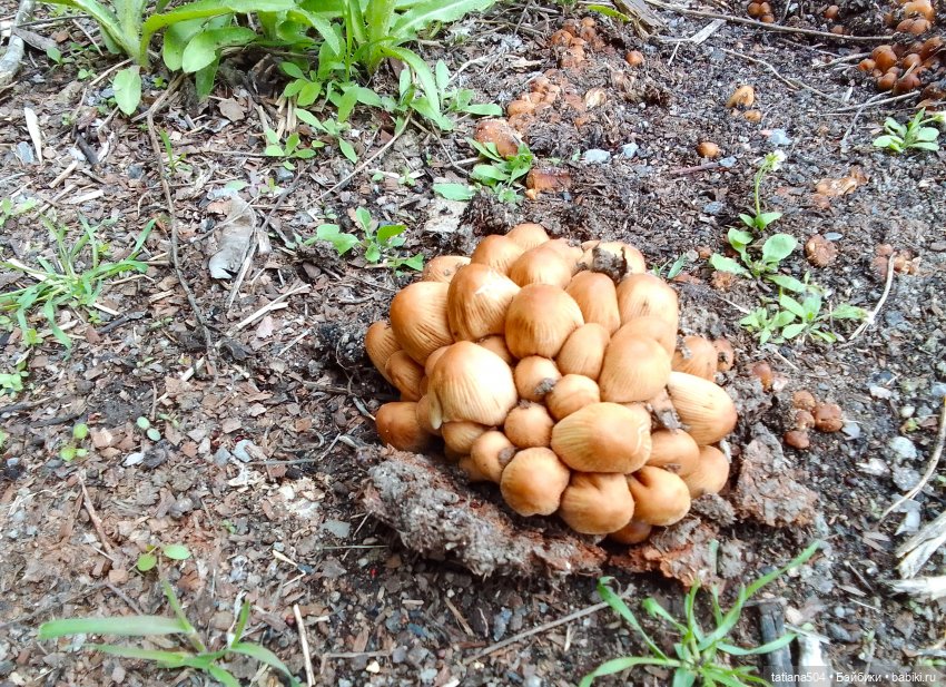 Тайны весеннего сада — Куклы Helen Kish (Хелен Киш): Riley (Райли)