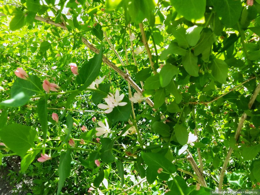 Тайны весеннего сада — Куклы Helen Kish (Хелен Киш): Riley (Райли)