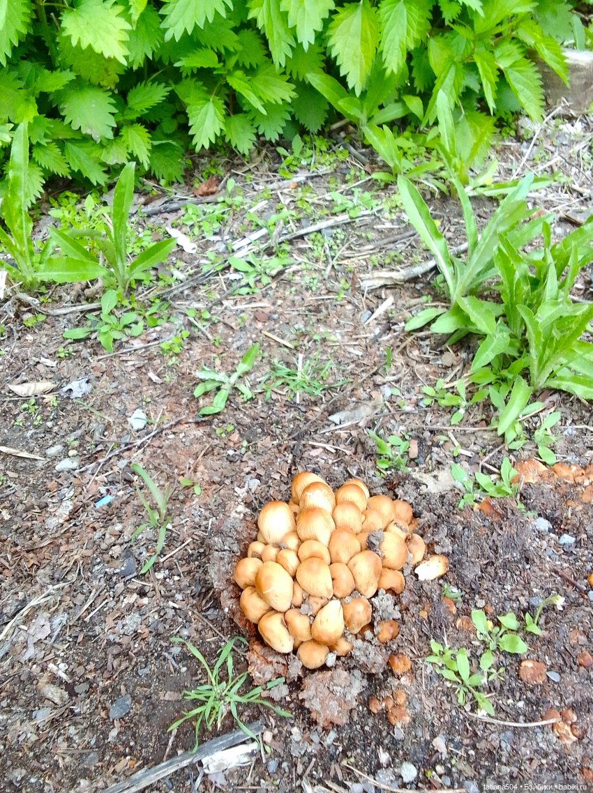 Тайны весеннего сада — Куклы Helen Kish (Хелен Киш): Riley (Райли)