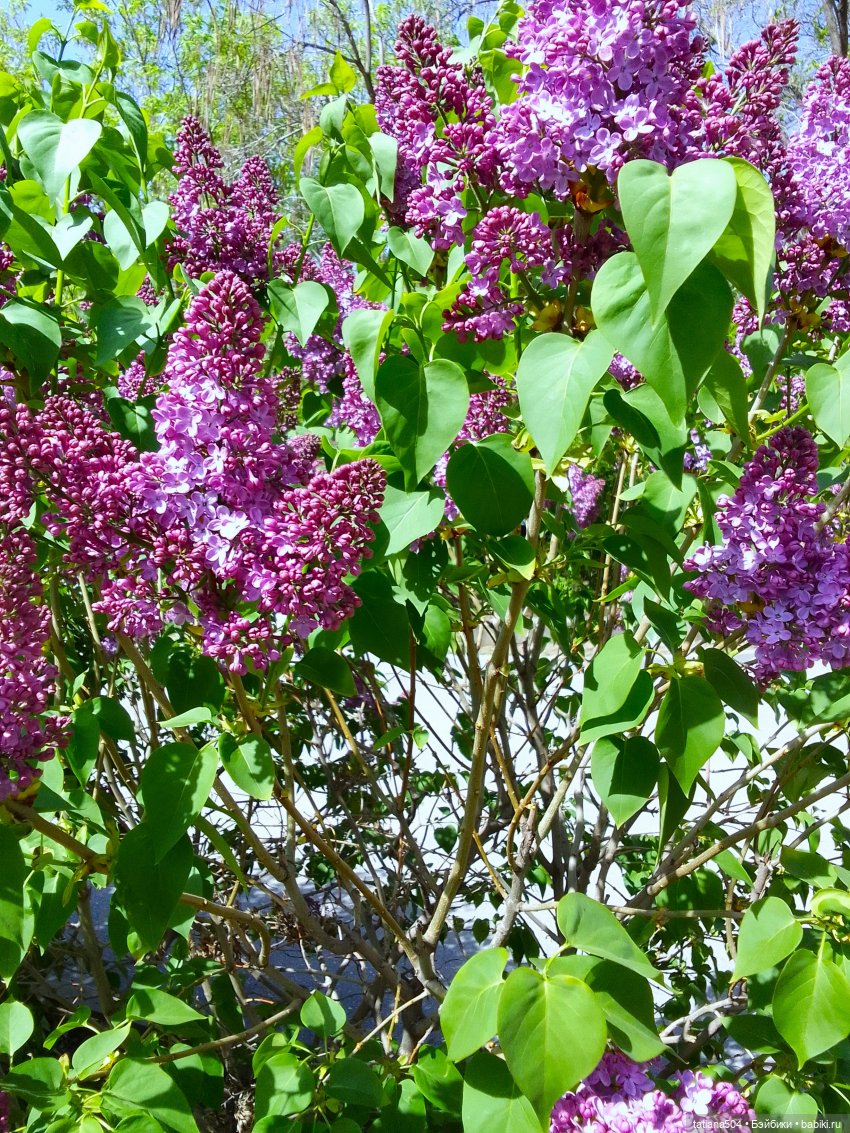 Тайны весеннего сада — Куклы Helen Kish (Хелен Киш): Riley (Райли)