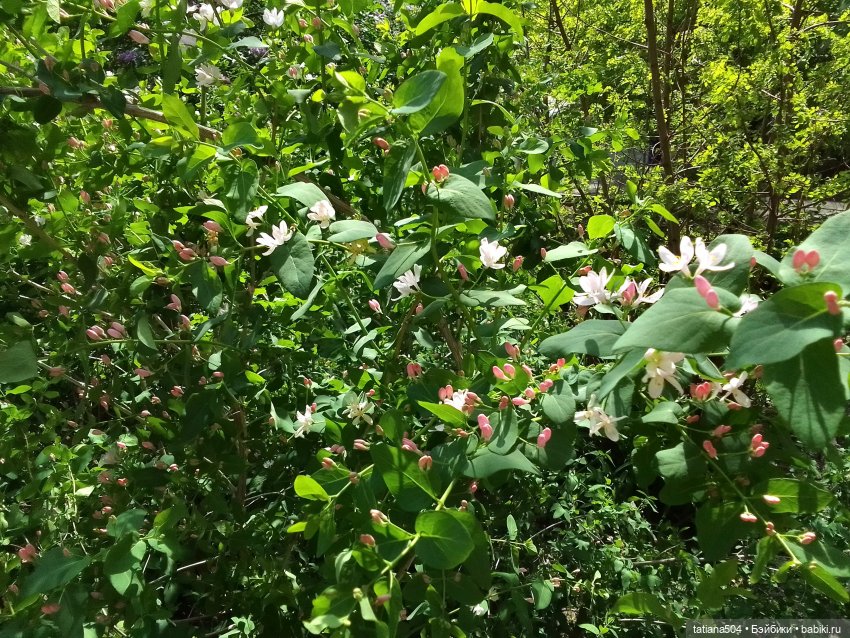 Весенние зарисовки или где гуляла Тула (фото 2)