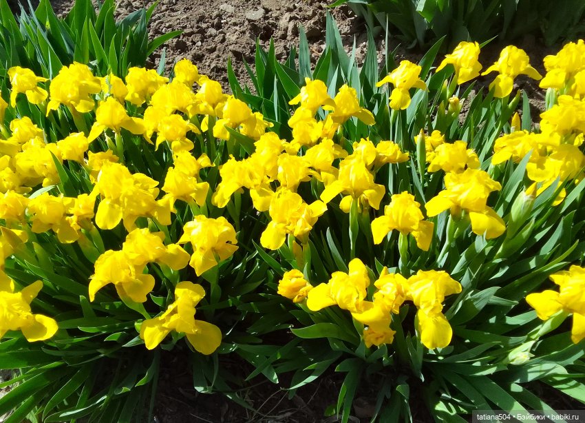 Поля, Полюшка, Поляна — Куклы Heidi Ott (Хайди Отт): Швейцария