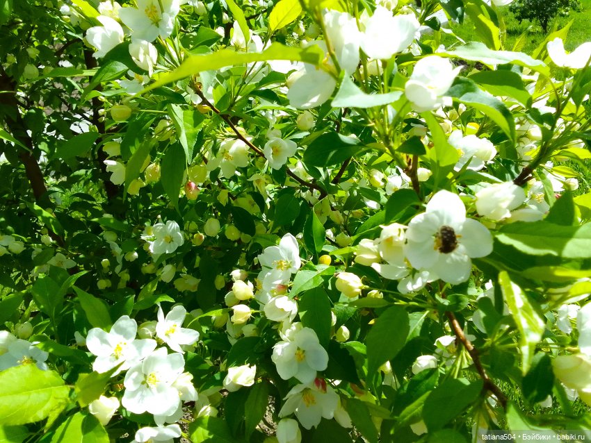 Поля, Полюшка, Поляна — Куклы Heidi Ott (Хайди Отт): Швейцария