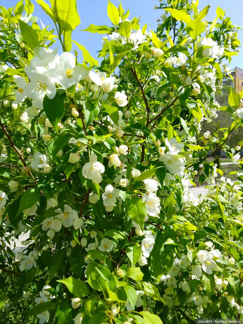 Поля, Полюшка, Поляна — Куклы Heidi Ott (Хайди Отт): Швейцария