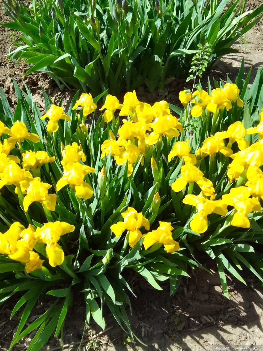 Поля, Полюшка, Поляна — Куклы Heidi Ott (Хайди Отт): Швейцария