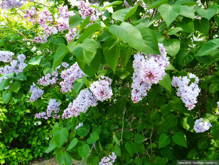 Поля, Полюшка, Поляна — Куклы Heidi Ott (Хайди Отт): Швейцария