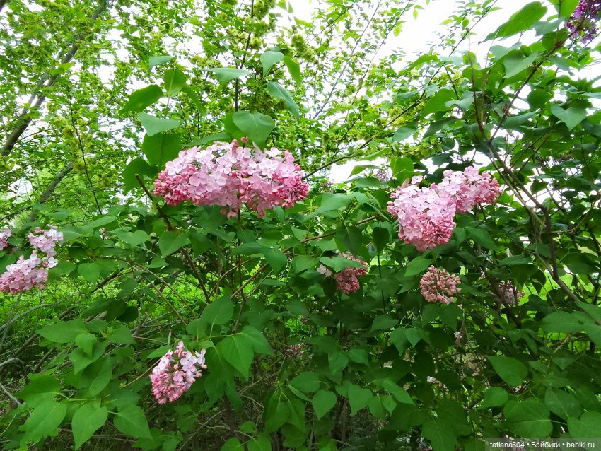 Сирень в победном мае — Куклы Heidi Ott (Хайди Отт): Швейцария