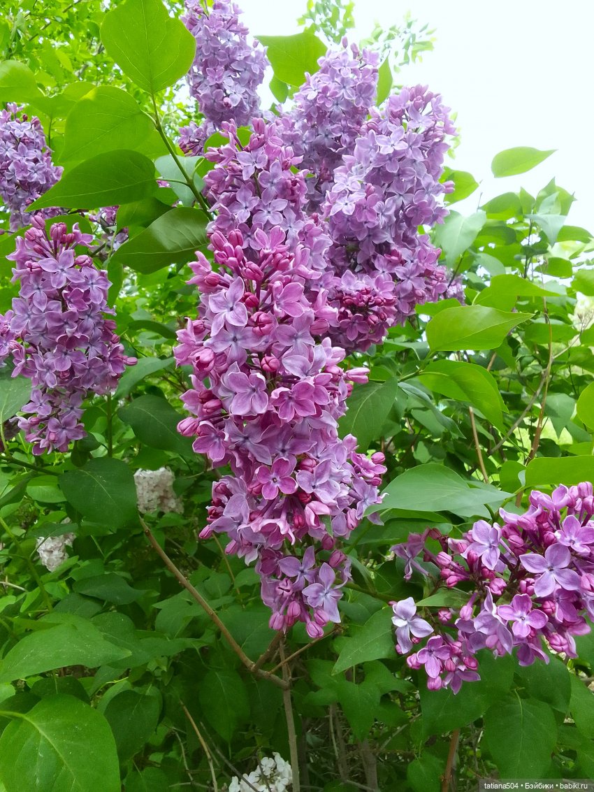 Сирень в победном мае — Куклы Heidi Ott (Хайди Отт): Швейцария