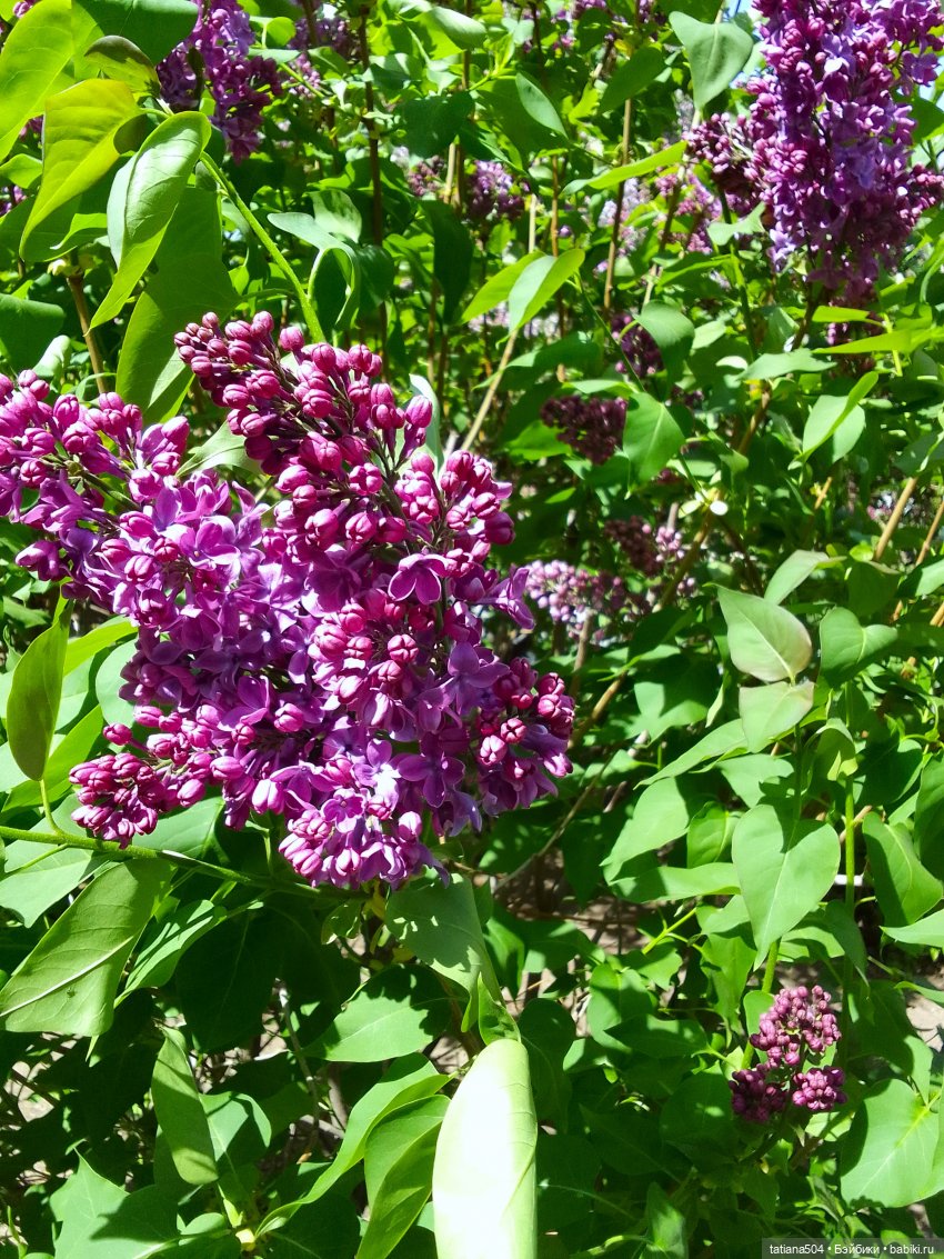 Сирень в победном мае — Куклы Heidi Ott (Хайди Отт): Швейцария