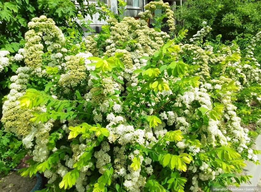 Сирень в победном мае — Куклы Heidi Ott (Хайди Отт): Швейцария