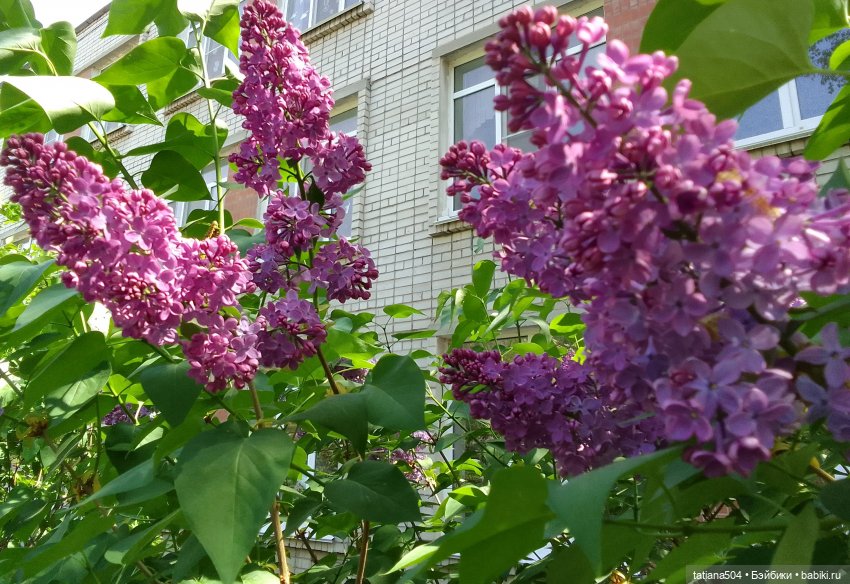 Сирень в победном мае — Куклы Heidi Ott (Хайди Отт): Швейцария