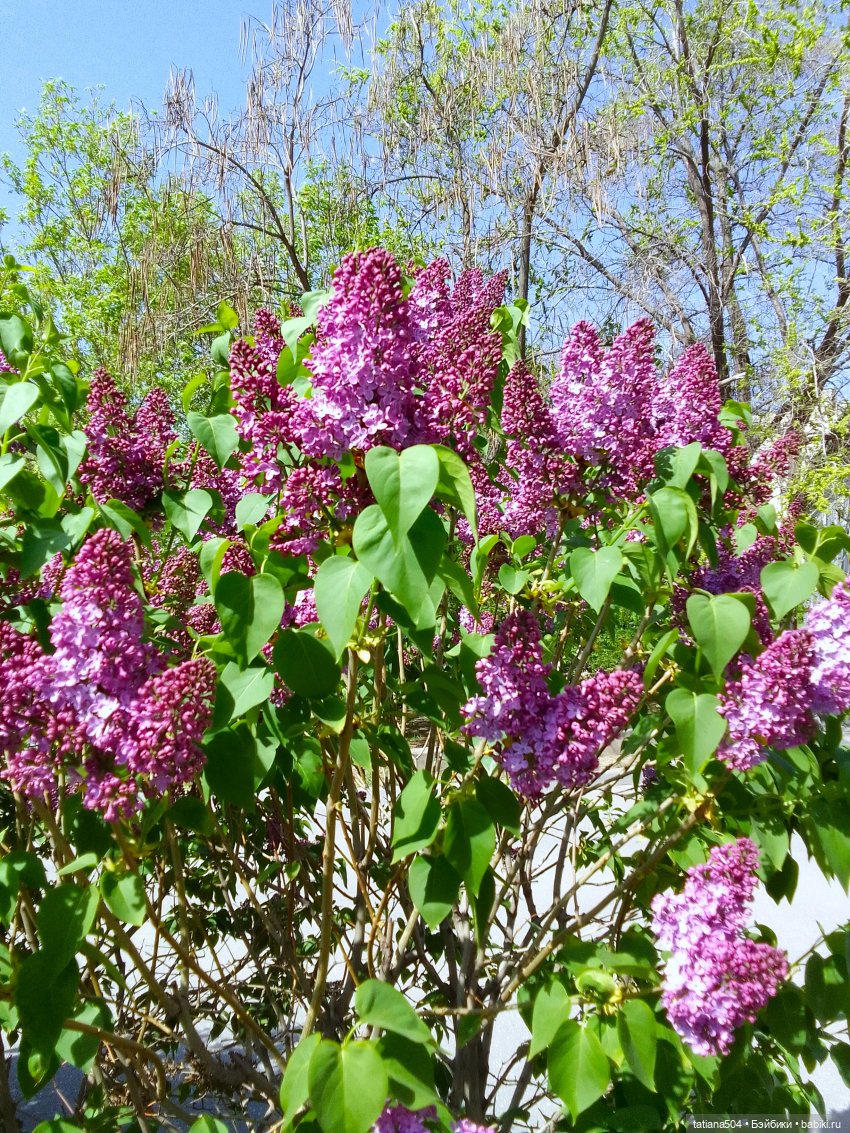 Сирень в победном мае — Куклы Heidi Ott (Хайди Отт): Швейцария