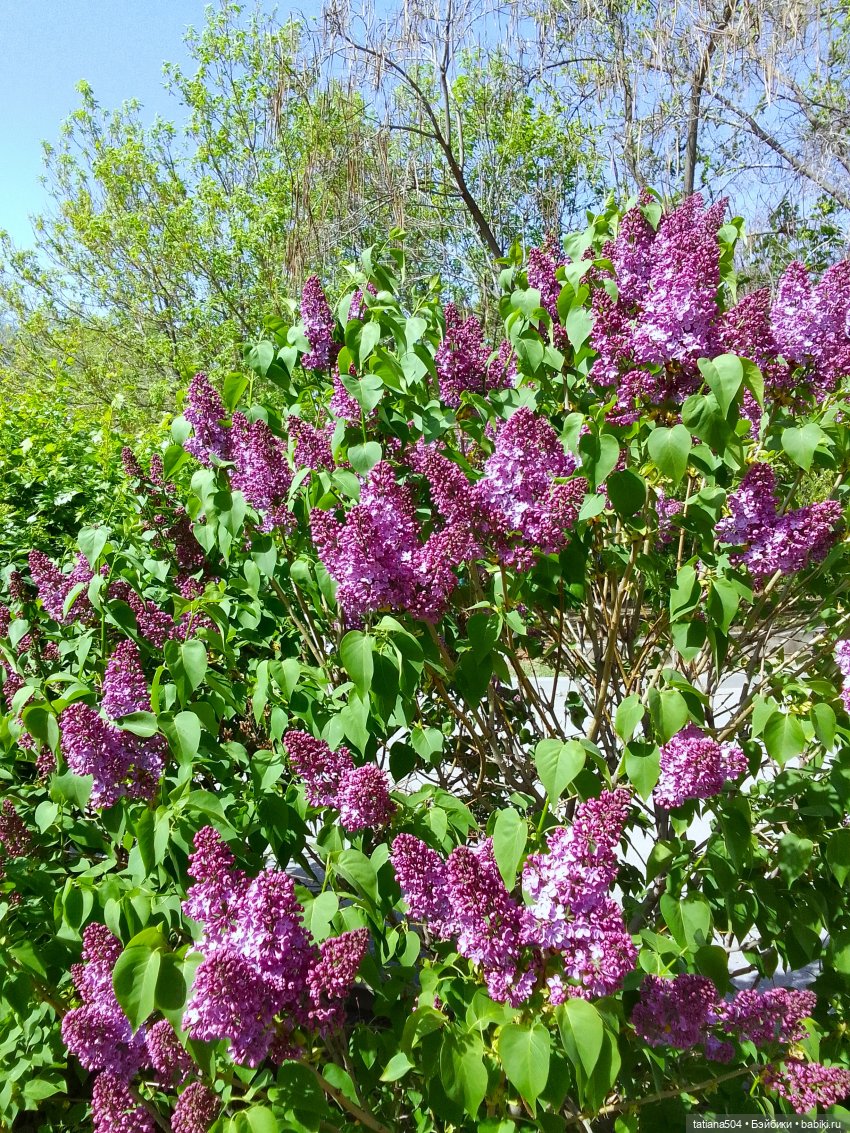 Сирень в победном мае — Куклы Heidi Ott (Хайди Отт): Швейцария