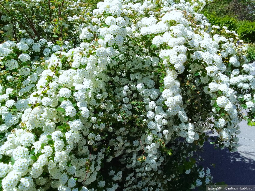 Ласковый май, часть 1 — Куклы Xiaomi Monst (Сяоми) и Pipitom: шарнирные