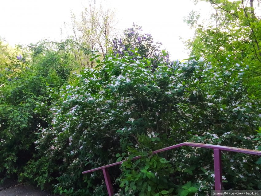 Веселые приключения Лотты или вот оно как бывает