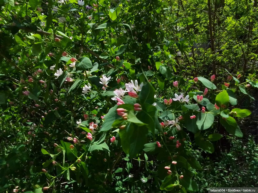 Веселые приключения Лотты или вот оно как бывает