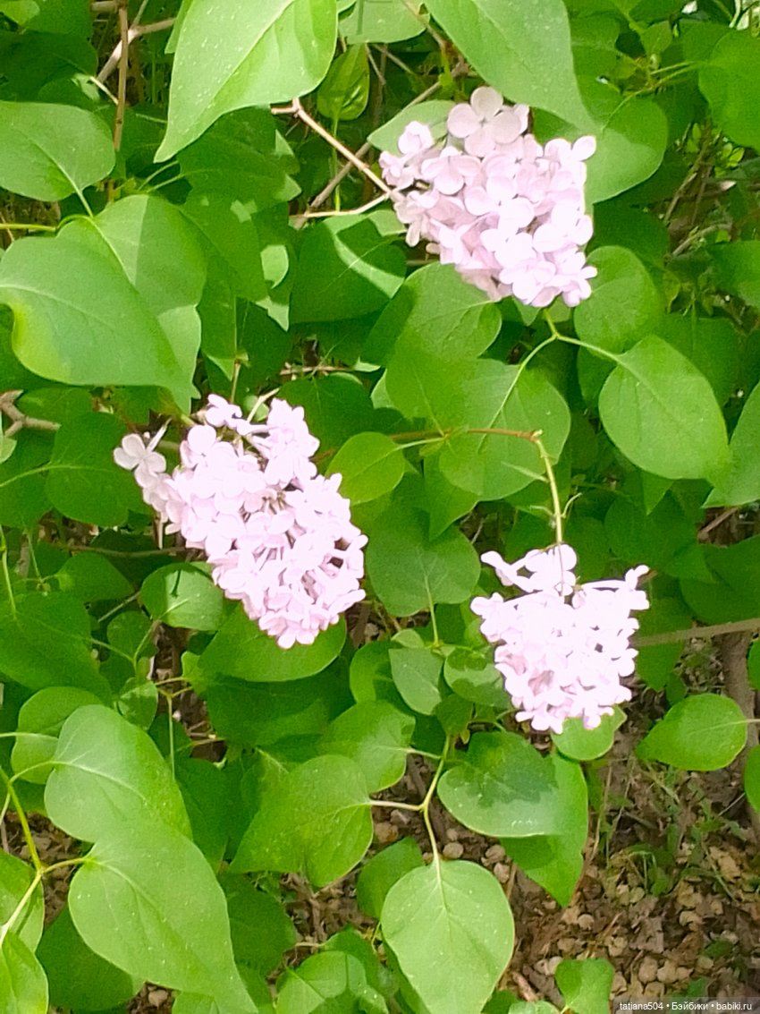 Веселые приключения Лотты или вот оно как бывает