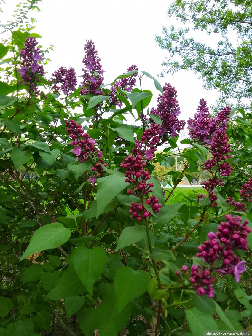 Веселые приключения Лотты или вот оно как бывает