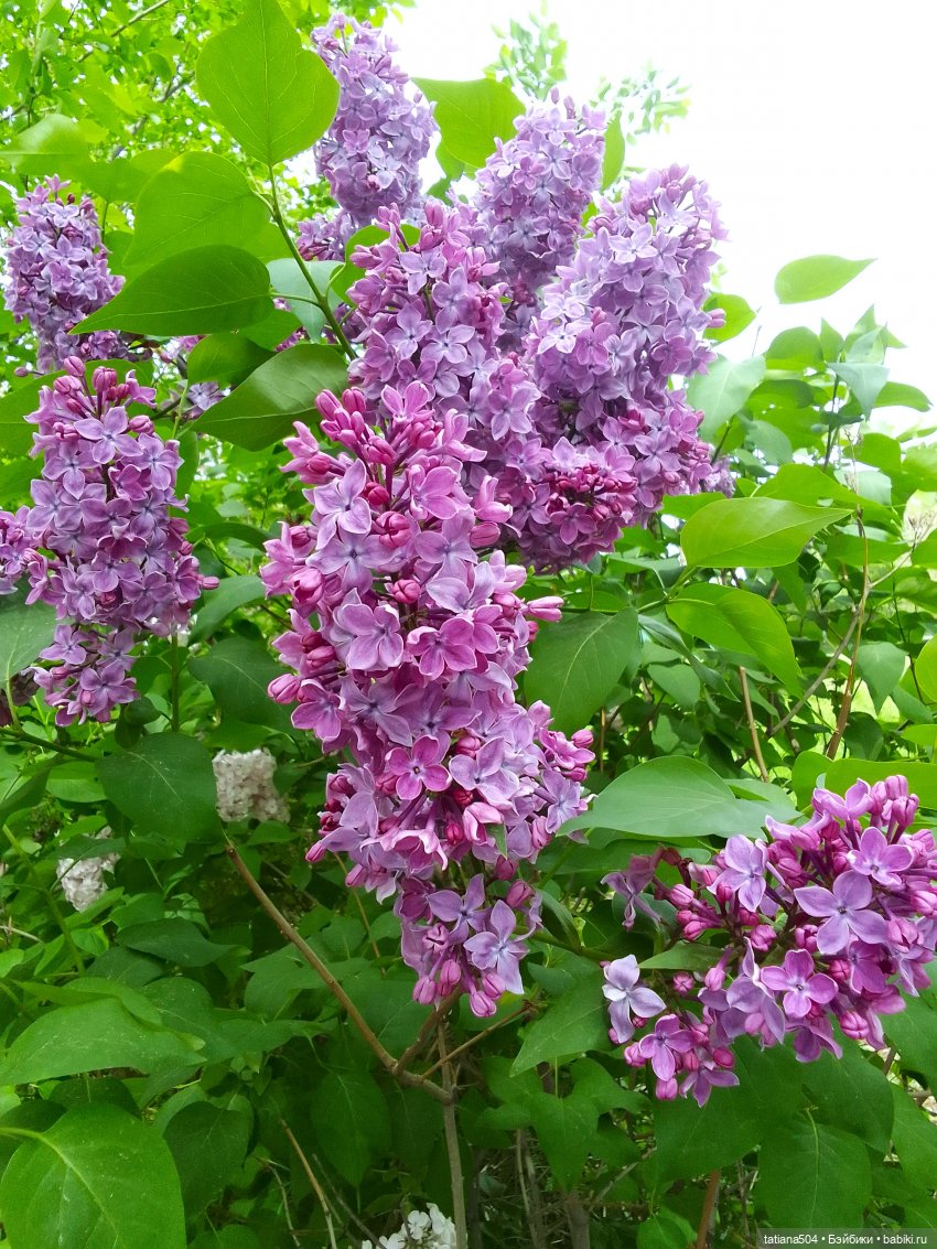 Веселые приключения Лотты или вот оно как бывает