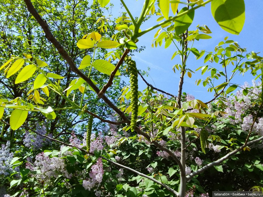 Ласковый май, часть 1 — Куклы Xiaomi Monst (Сяоми) и Pipitom: шарнирные (фото 5)