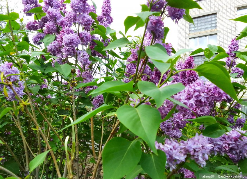 Веселые приключения Лотты или вот оно как бывает