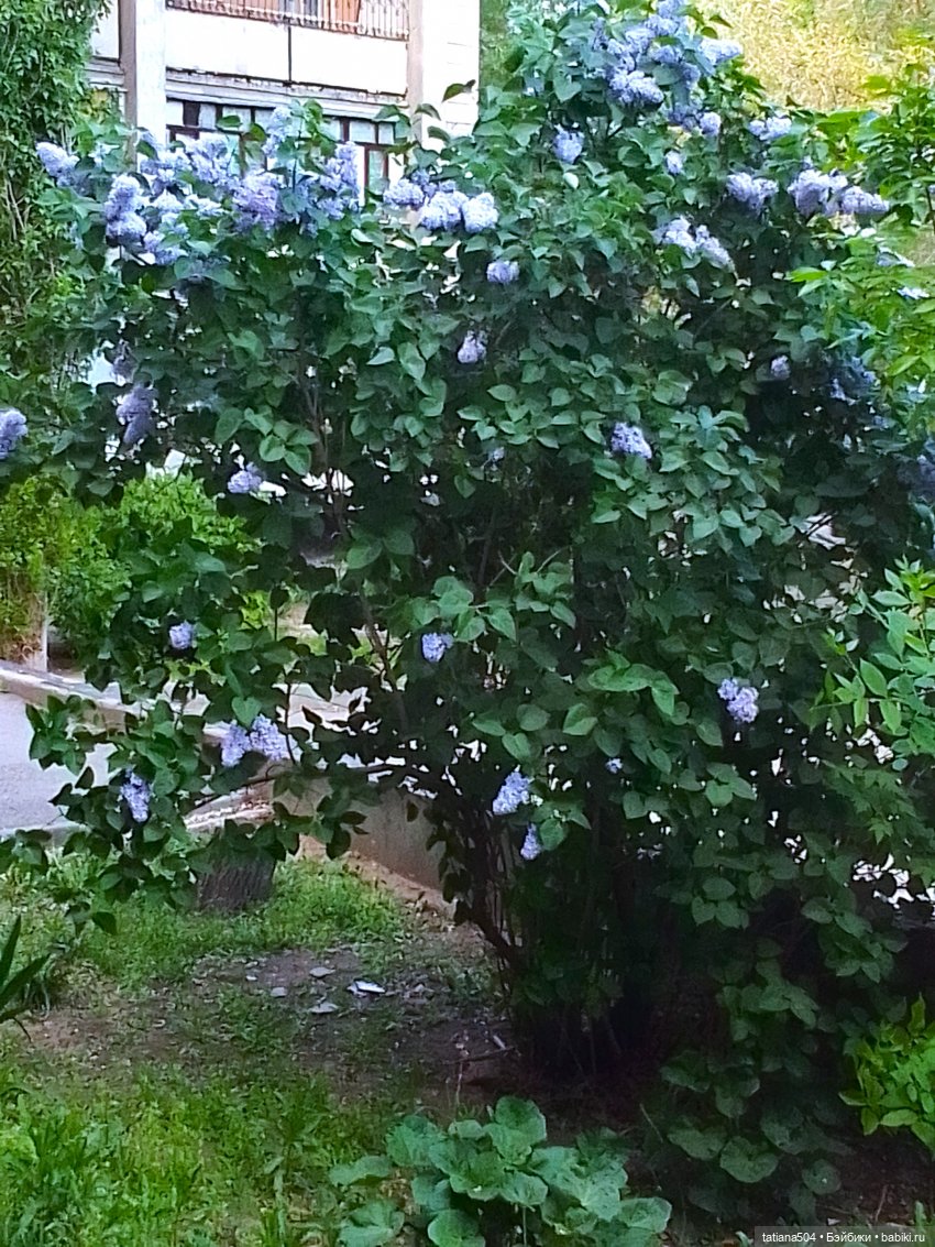 Веселые приключения Лотты или вот оно как бывает