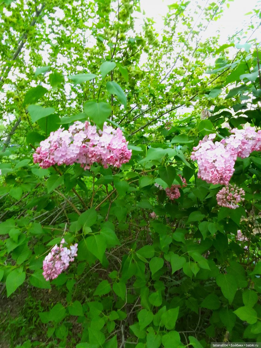 Веселые приключения Лотты или вот оно как бывает