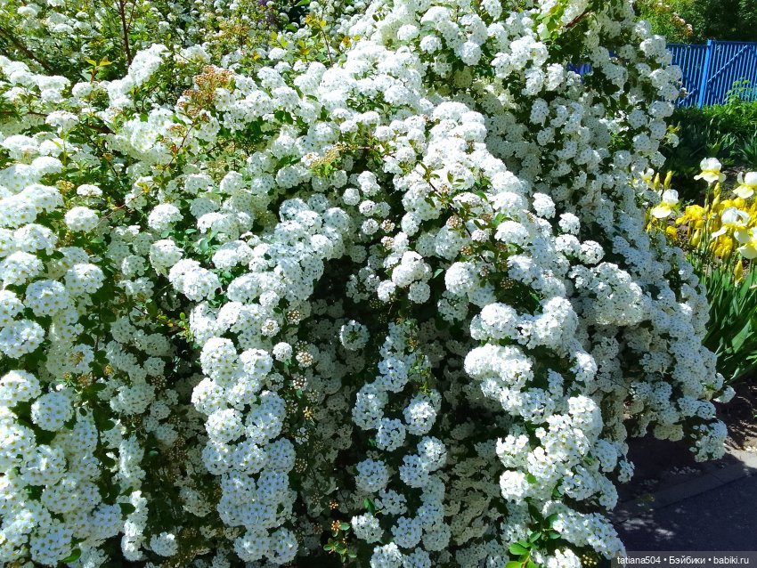 Ласковый май, часть 1 — Куклы Xiaomi Monst (Сяоми) и Pipitom: шарнирные