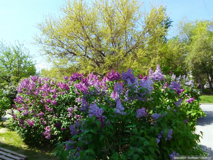 Веселые приключения Лотты или вот оно как бывает