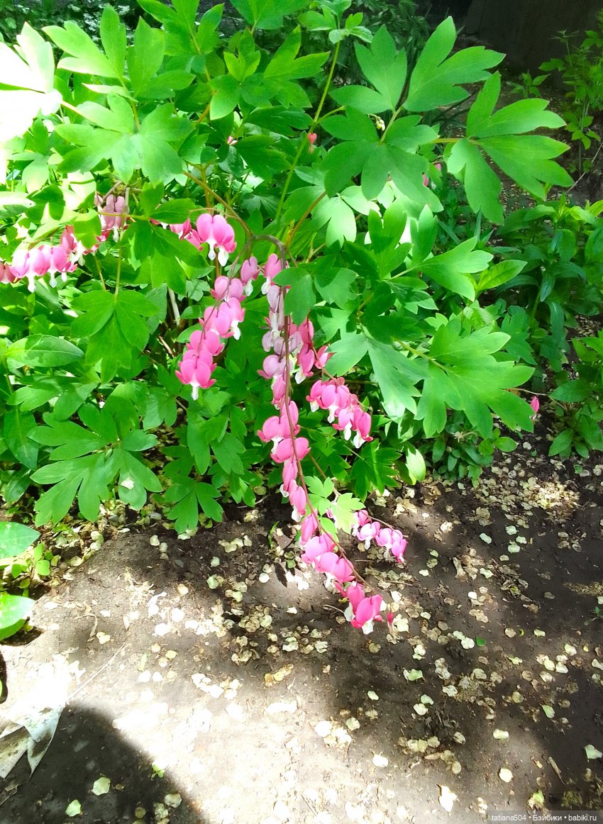 Ласковый май, часть 1 — Куклы Xiaomi Monst (Сяоми) и Pipitom: шарнирные