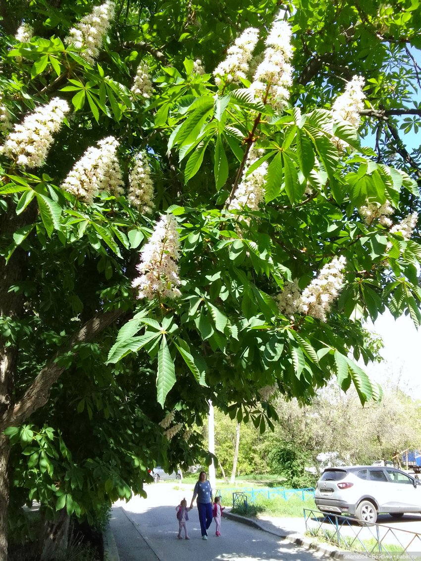 Каштаны-великаны и крошка Мария Хосе