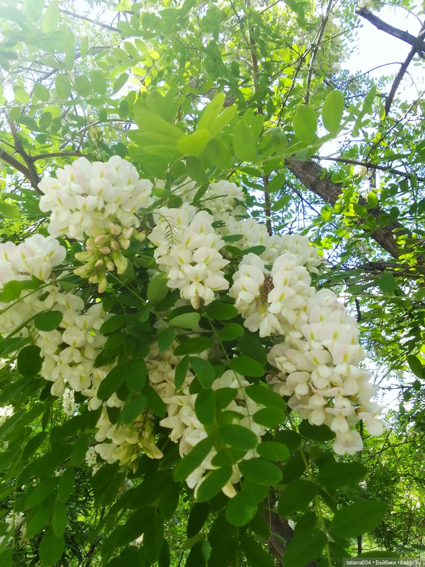 Каштаны-великаны и крошка Мария Хосе