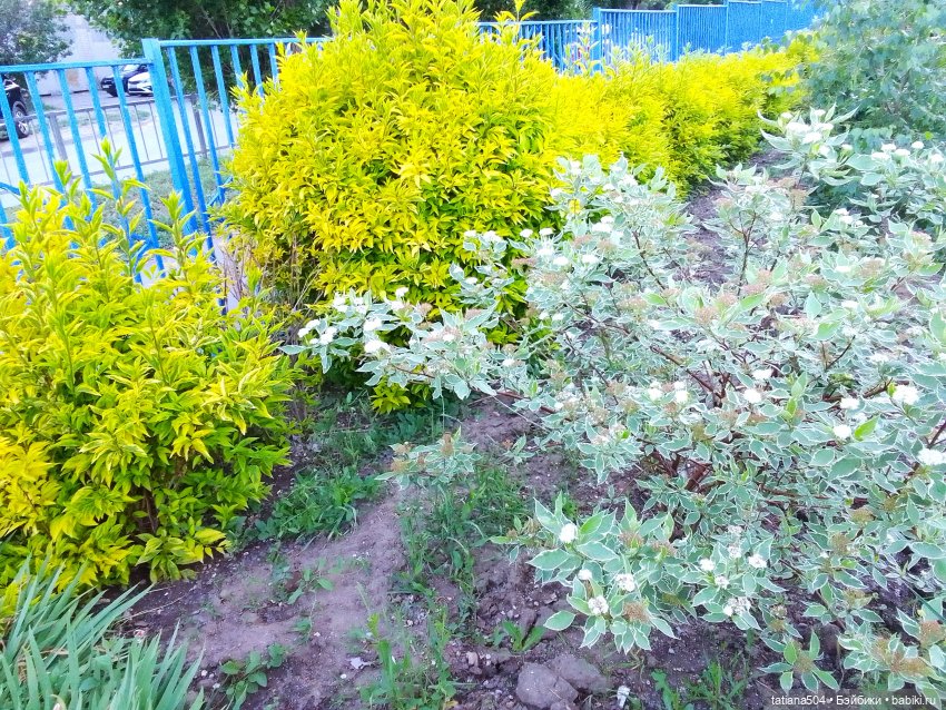 Каштаны-великаны и крошка Мария Хосе