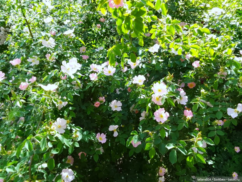 Каштаны-великаны и крошка Мария Хосе (фото 4)