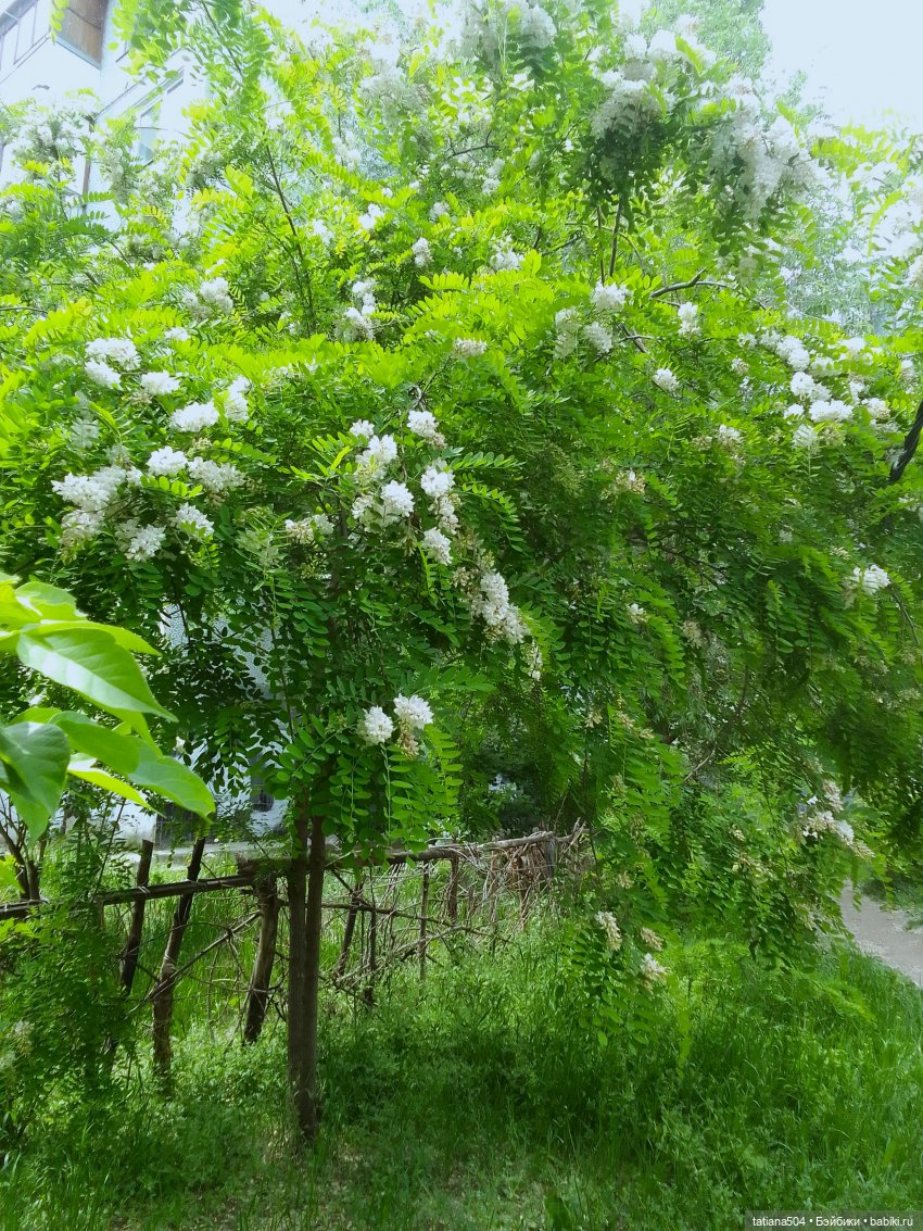 Каштаны-великаны и крошка Мария Хосе