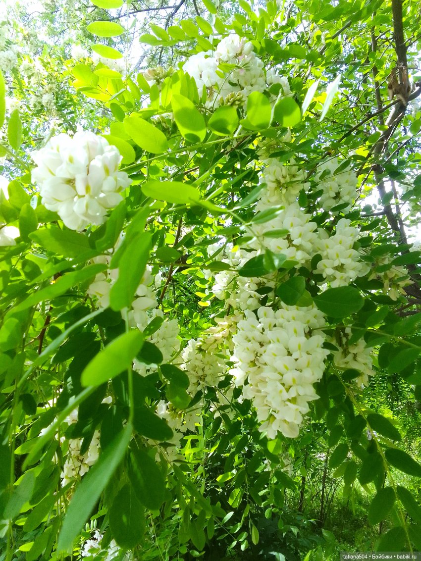 Каштаны-великаны и крошка Мария Хосе