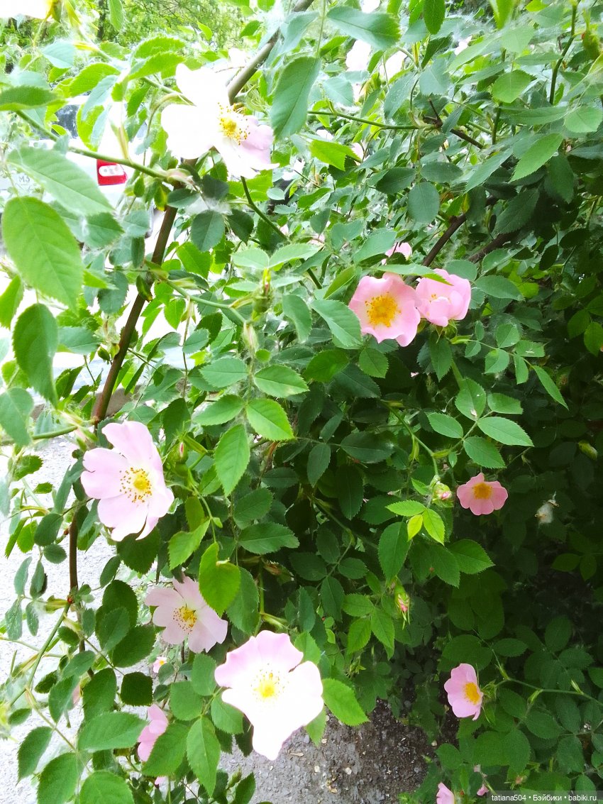 Каштаны-великаны и крошка Мария Хосе (фото 6)