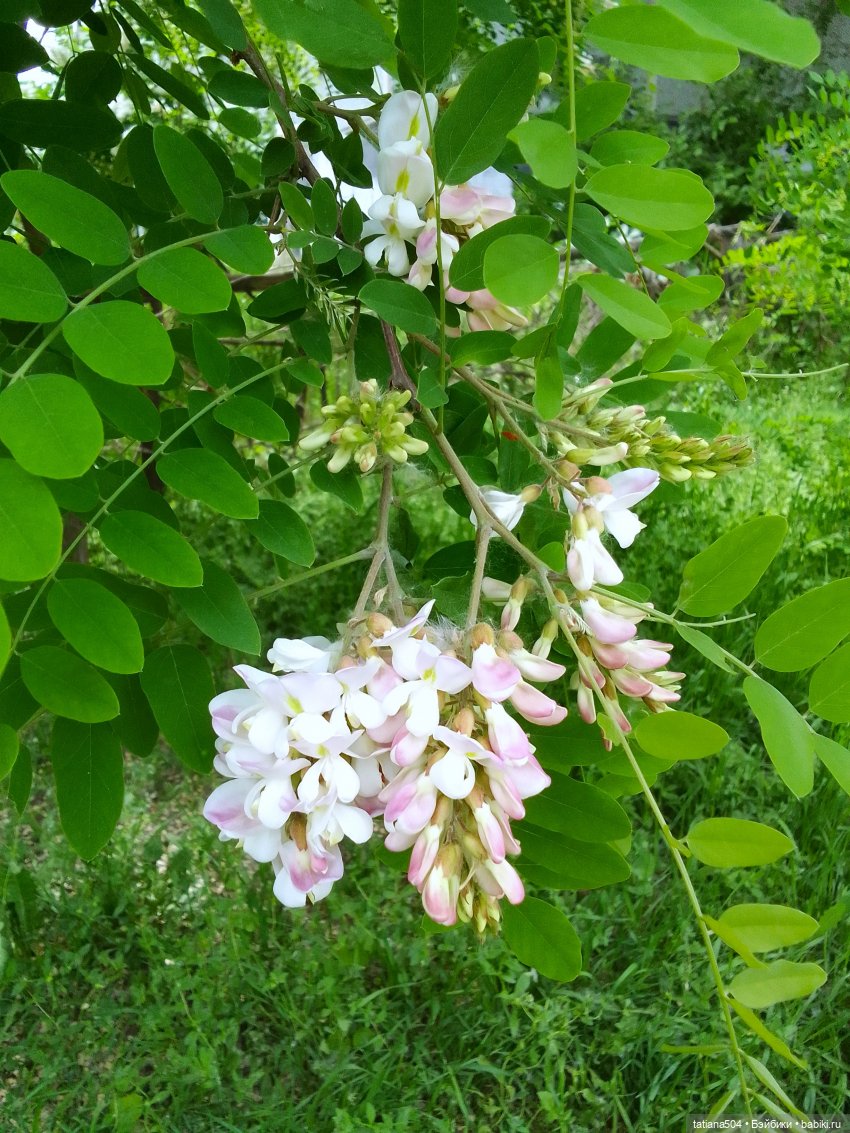 Каштаны-великаны и крошка Мария Хосе