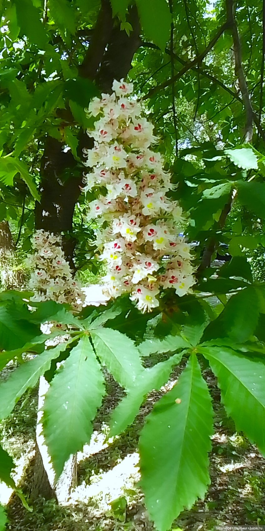 Каштаны-великаны и крошка Мария Хосе