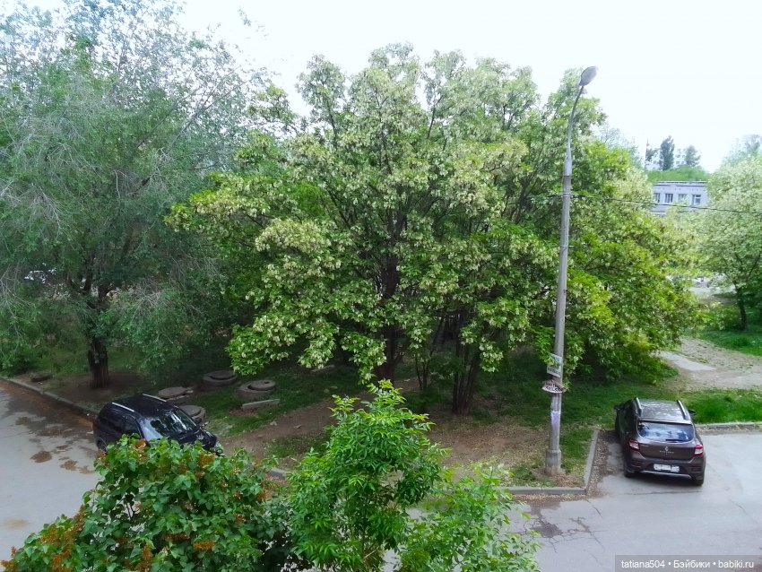 Каштаны-великаны и крошка Мария Хосе